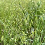 Wild Oats