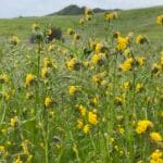 Wild Mustard