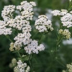 Yarrow