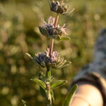 Purple Sage