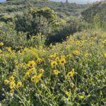 Wild Sunflowers