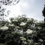 Elderflower & Elderberry
