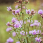 Milk Thistle