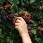 Blackberry