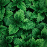 The Great Stinging Nettle